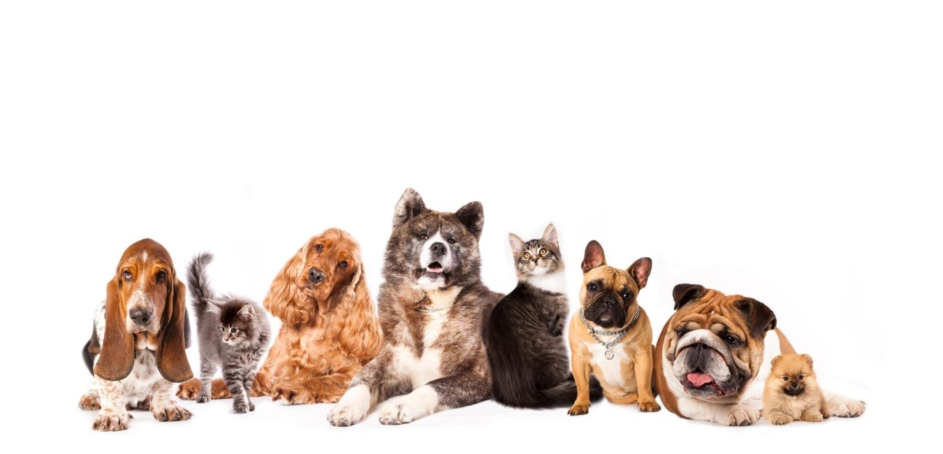 Huntcliff Veterinary Clinic Animal Hospital Clinton MS