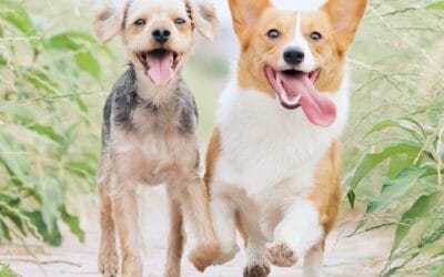 To Vaccinate or Not to Vaccinate — Is It Even a Question? (The Canine Version)