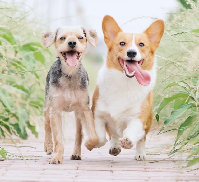 To Vaccinate or Not to Vaccinate — Is It Even a Question? (The Canine Version)