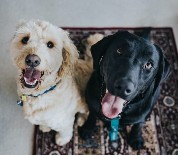 Black Lab