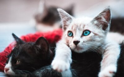 To Vaccinate or Not to Vaccinate — Is It Even a Question? (The Feline Version)