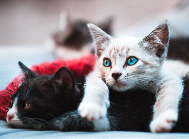 To Vaccinate or Not to Vaccinate — Is It Even a Question? (The Feline Version)