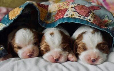 Neuter and Spay to Save the Day! (The Canine Version)