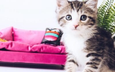 Neuter and Spay to Save the Day! (The Feline Version)