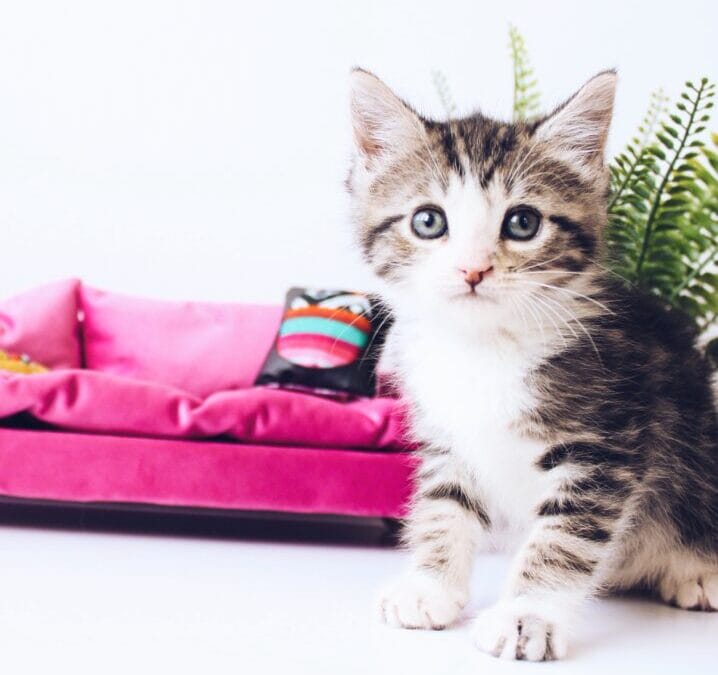 Neuter and Spay to Save the Day! (The Feline Version)