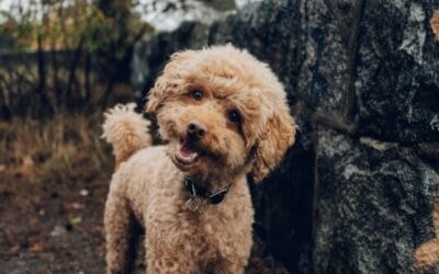 Let’s Talk about Pets and Poison