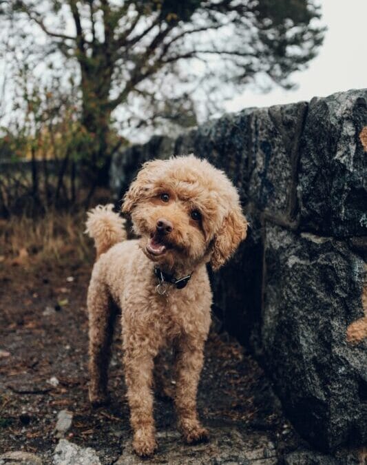 Let’s Talk about Pets and Poison